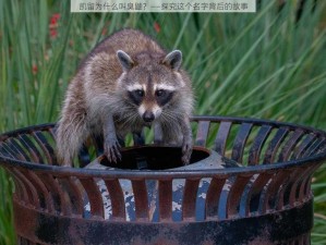 凯留为什么叫臭鼬？——探究这个名字背后的故事