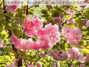 上海晚樱盛开，宛如粉色花海，吸引众多游客前来观赏